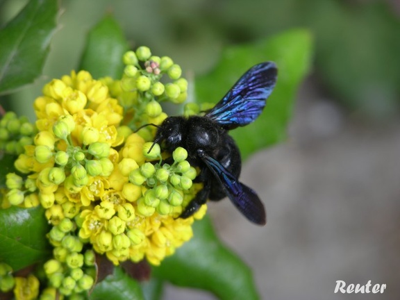 Blauschwarze Holzbiene (Xylocopa violacea)